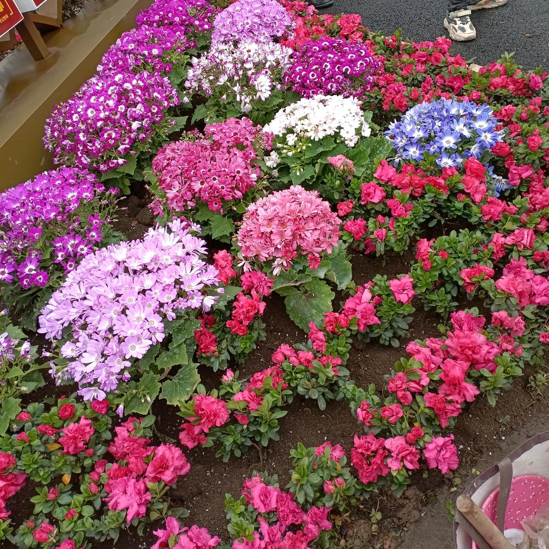 七四虎🌷🌷