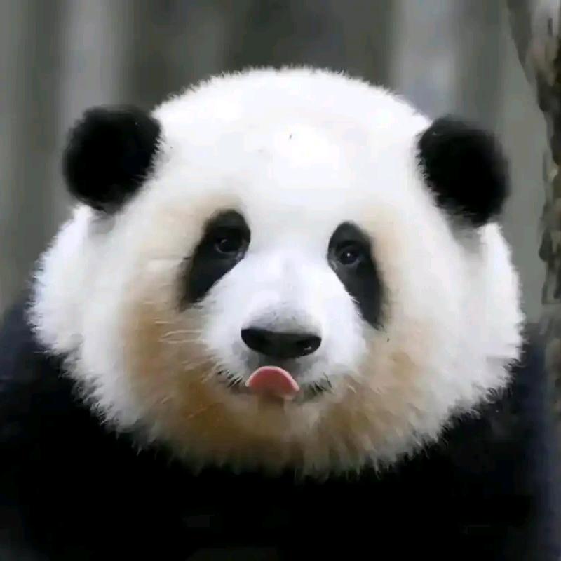 四喜丸子.
