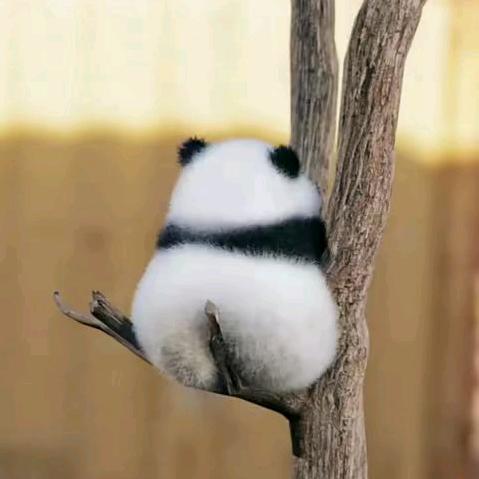 Stars（星辰）666