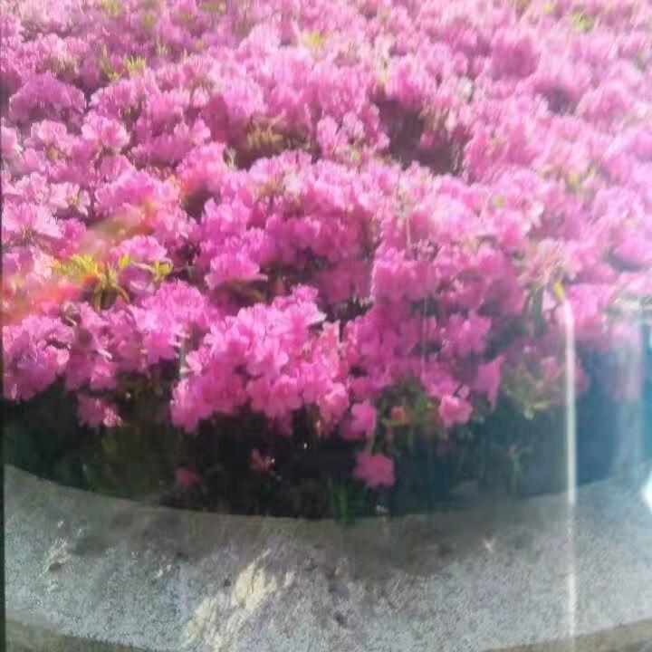 览食湖边影作伴