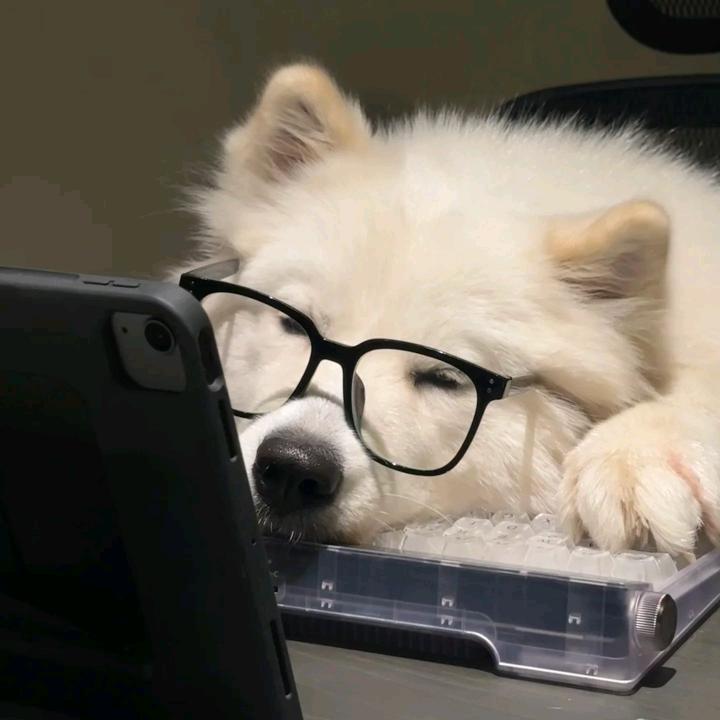 啵呀呀