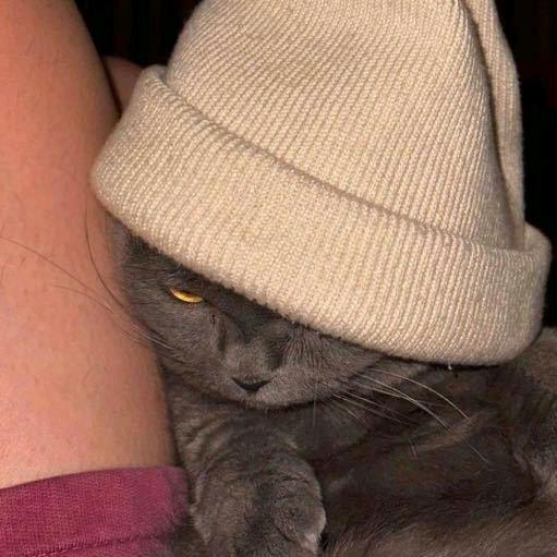 拥有两只猫