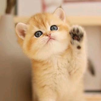 布丁的种草日记