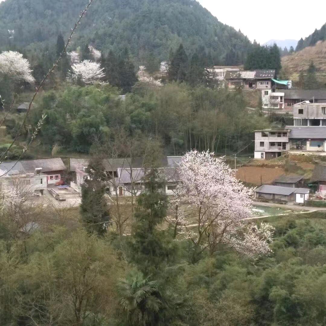 芬