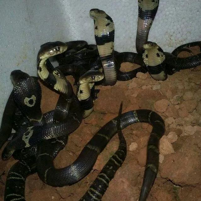 独自一人闯天下