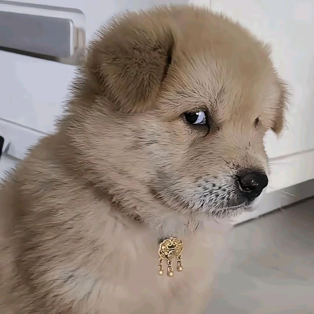 王芳飞