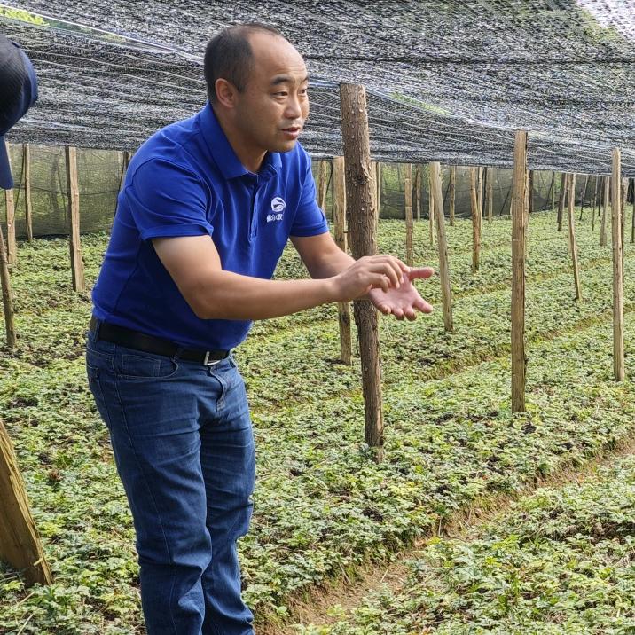 双丰彭老师讲药材种植