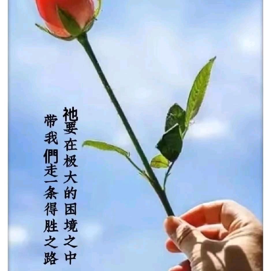 叶敏🌿