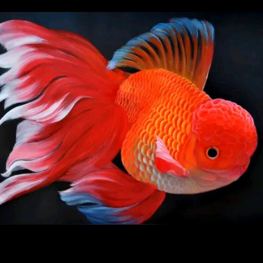 🐟鱼魚渔吁愚🐟