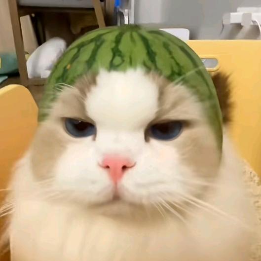 冷喵
