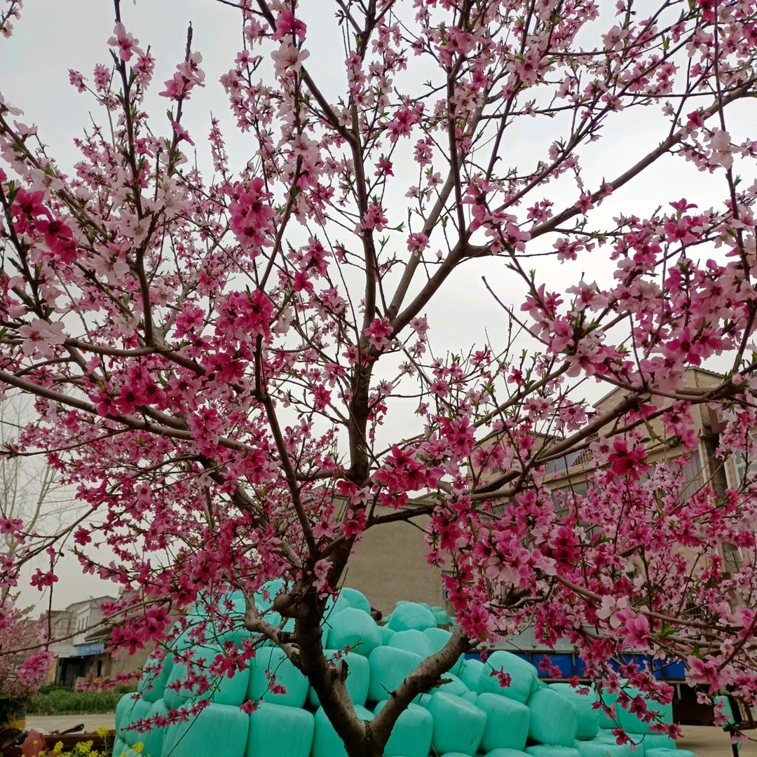 小草