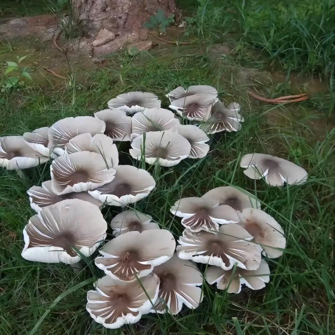 单身！菌哥老表。