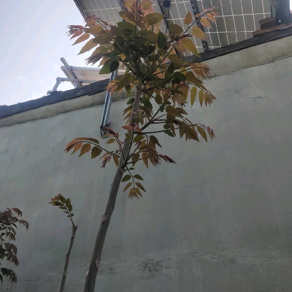 宿缘