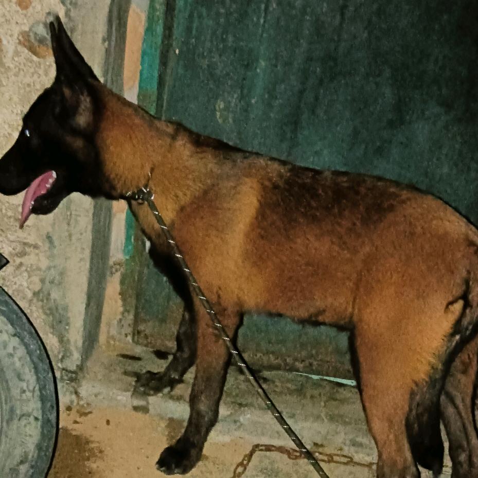 小马犬