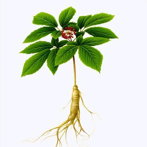 本草识别
