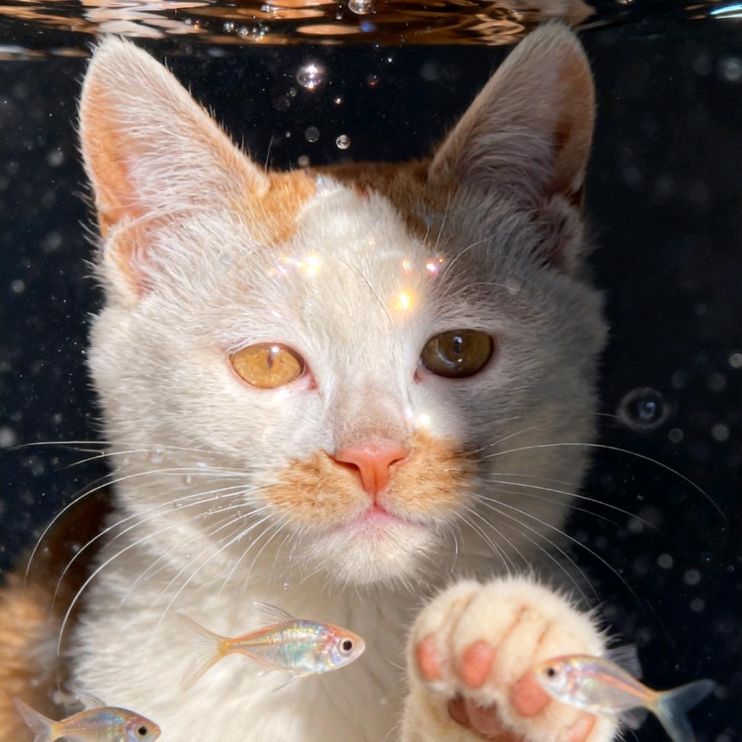 飞天大野小胖猪