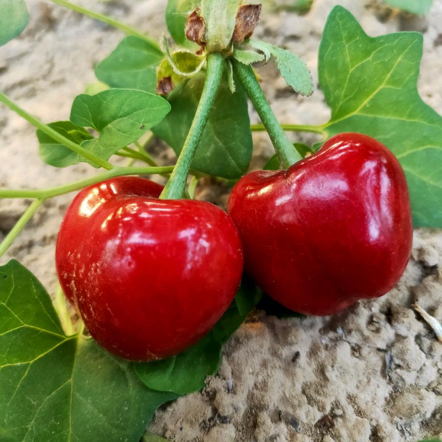 🌹樱桃红🌹