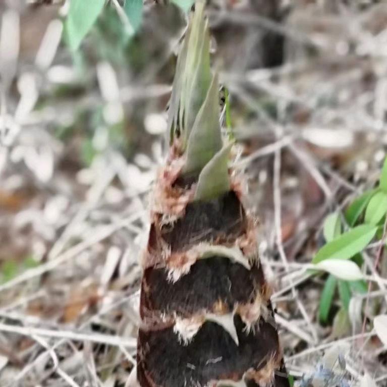 小花