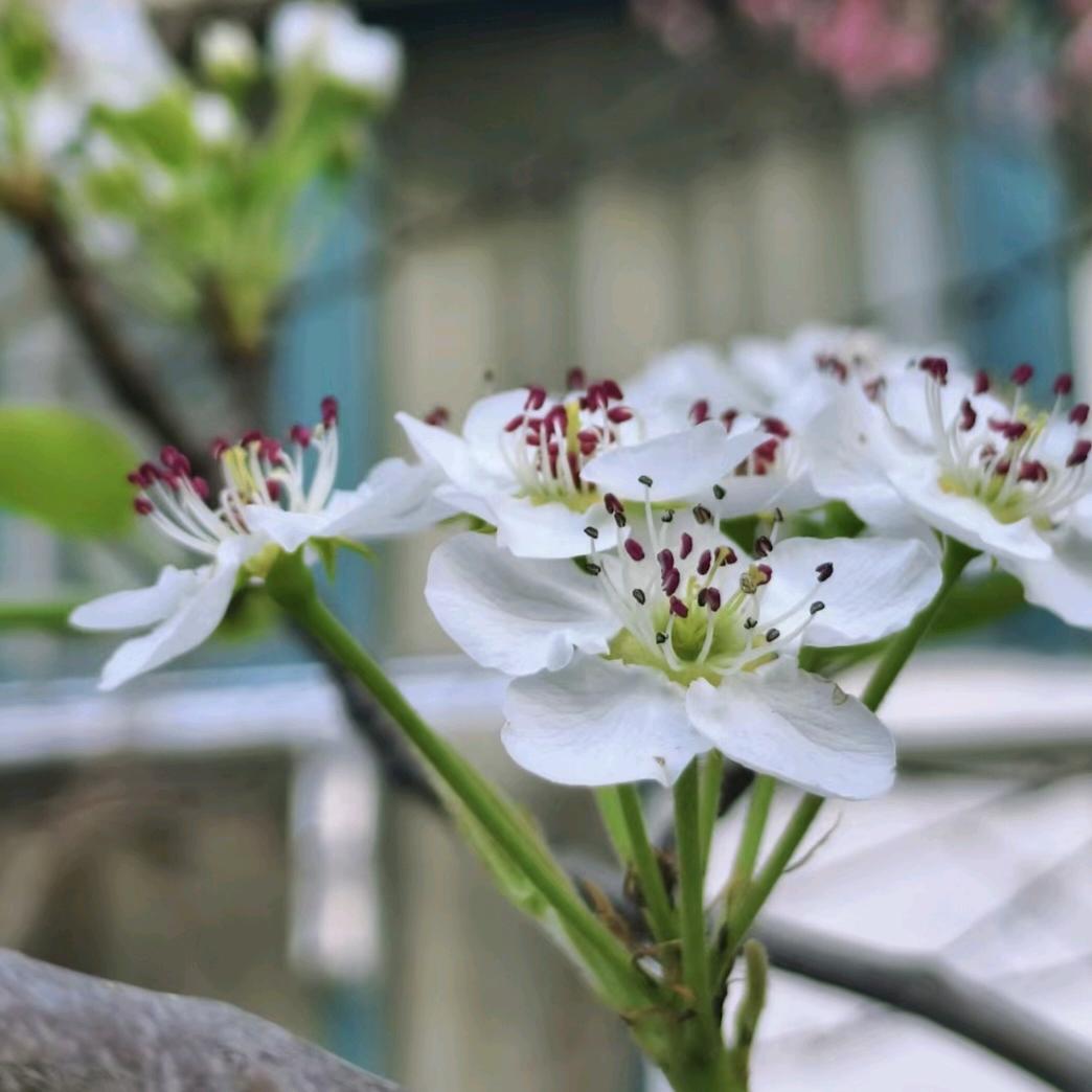 甜客来蛋糕房