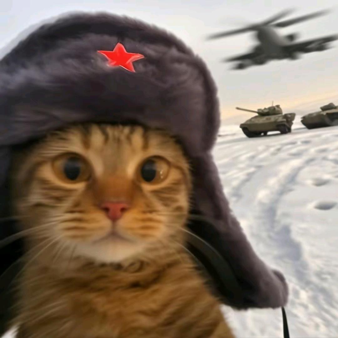阿猫