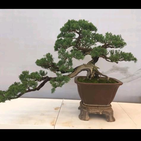 宣威市军稳盆景园苗圃