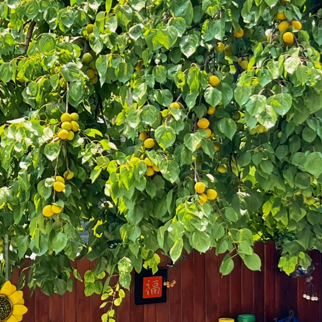 芸姐（芸开富贵）