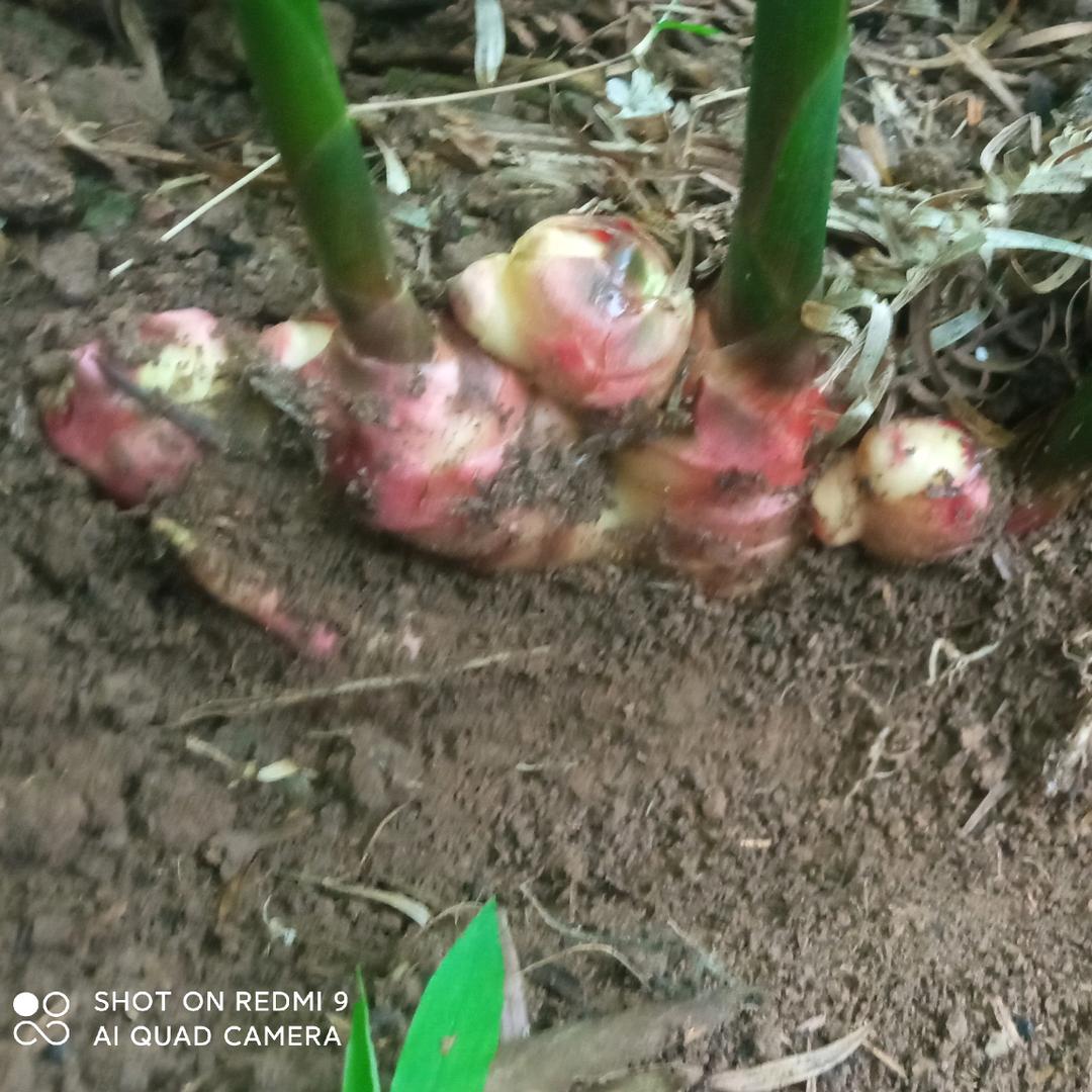 那情意深