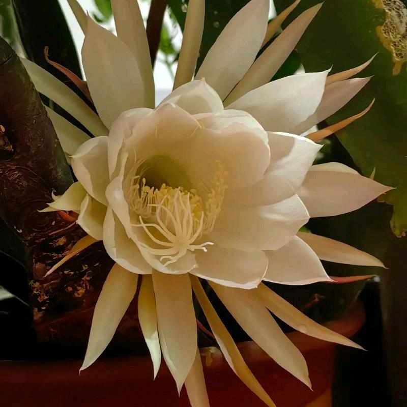 刘淼淼