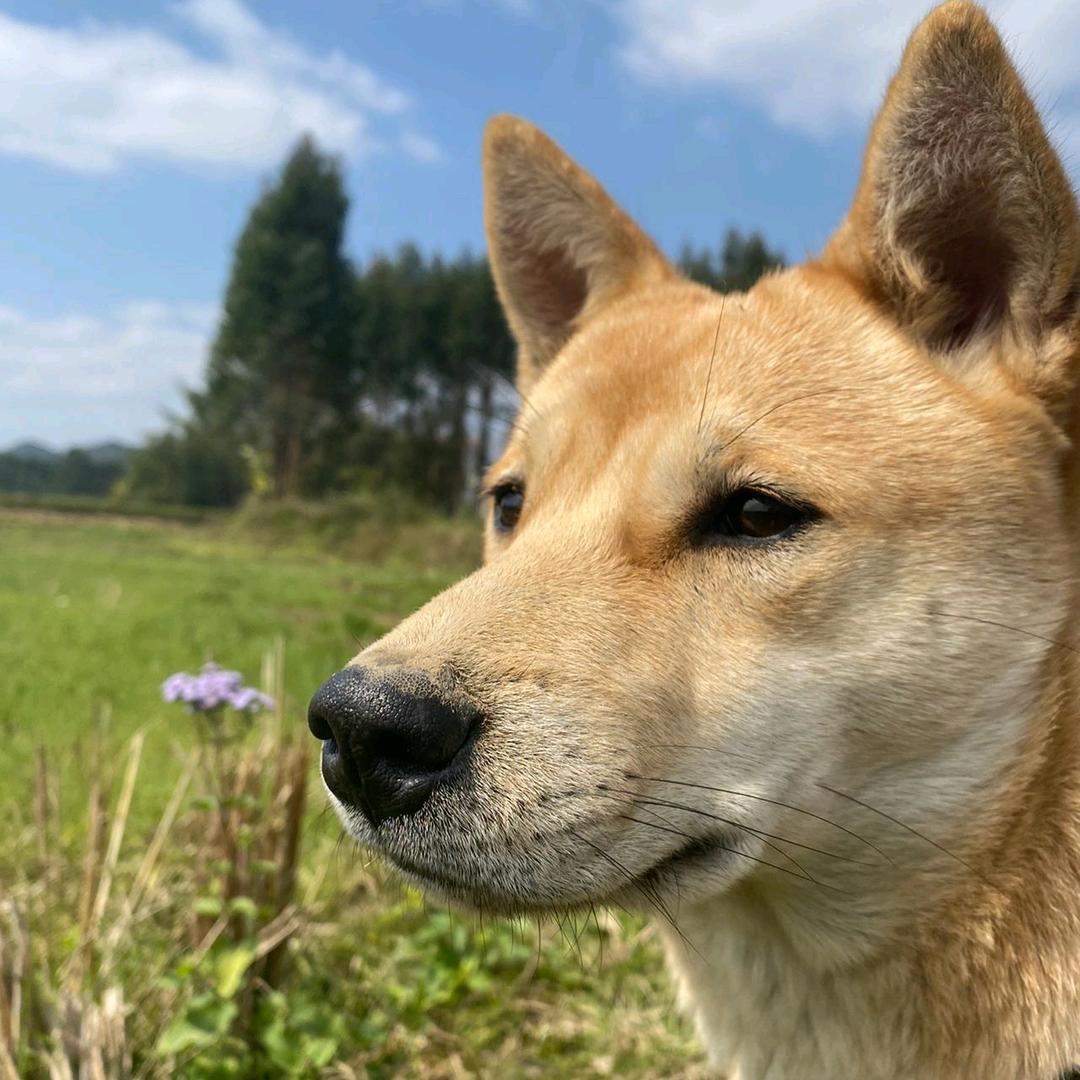 养狗小管家