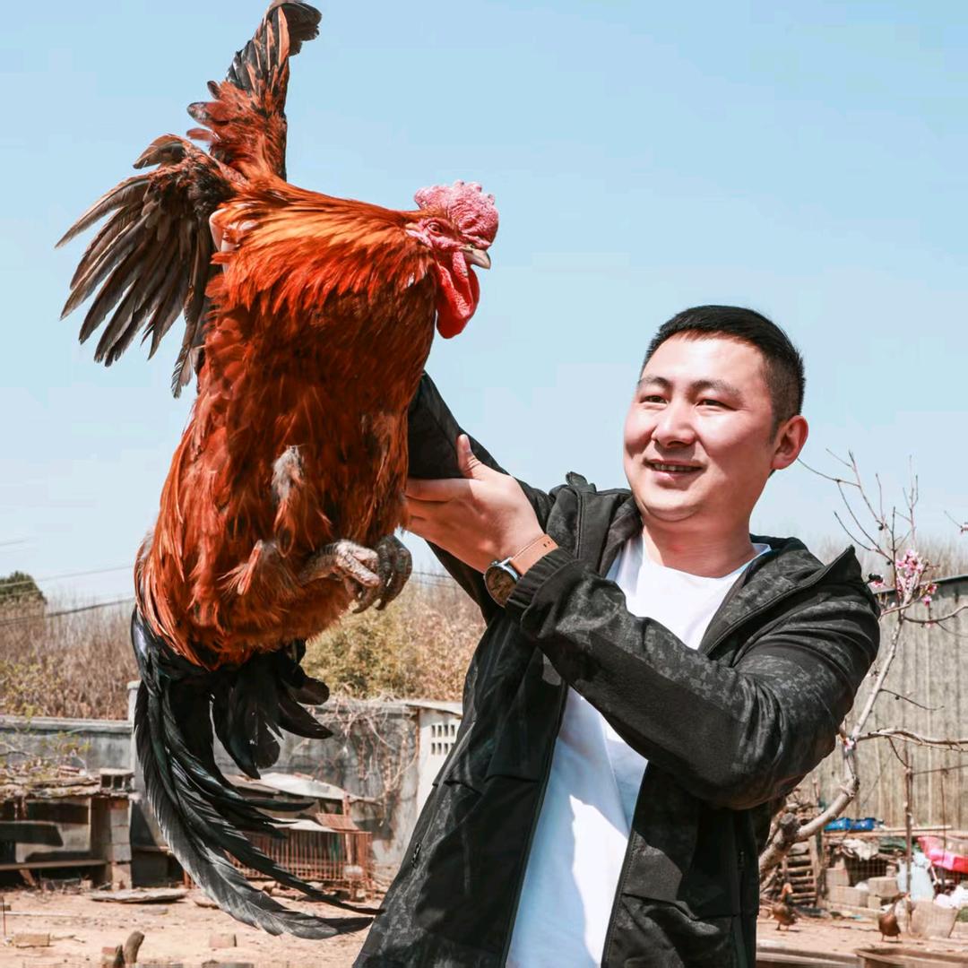 高飞炒鸡