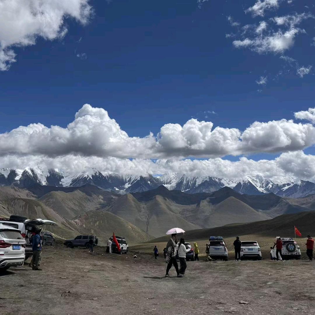 大白菜鸡毛菜通心菜油麦菜