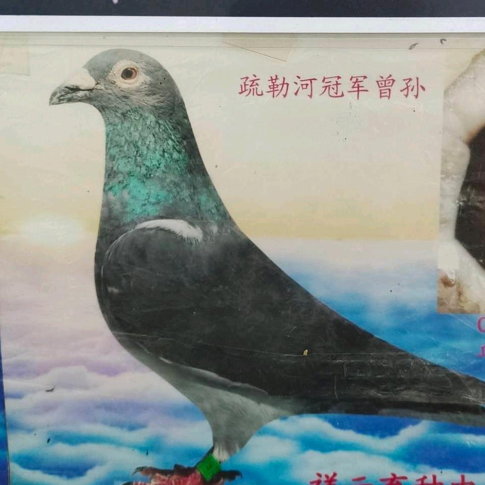 天籁赛鸽