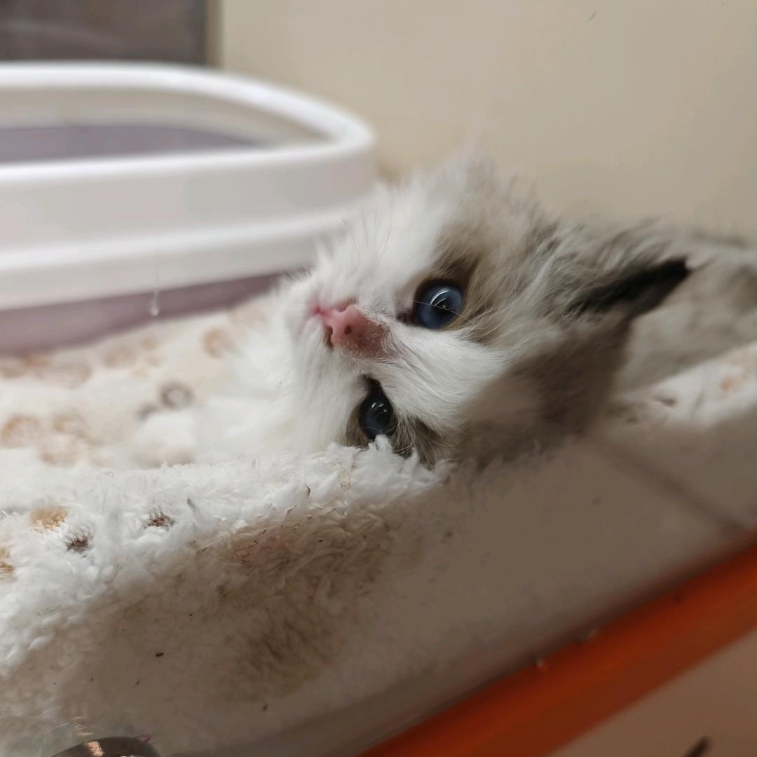 卡皮巴拉ƪ(˘⌣˘)ʃ