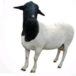 广东《晋粤缘》流动烤全羊。