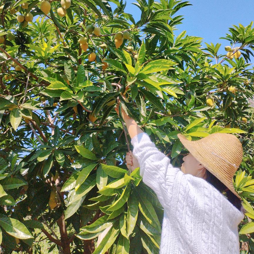 浩云果源 蛋黄果季