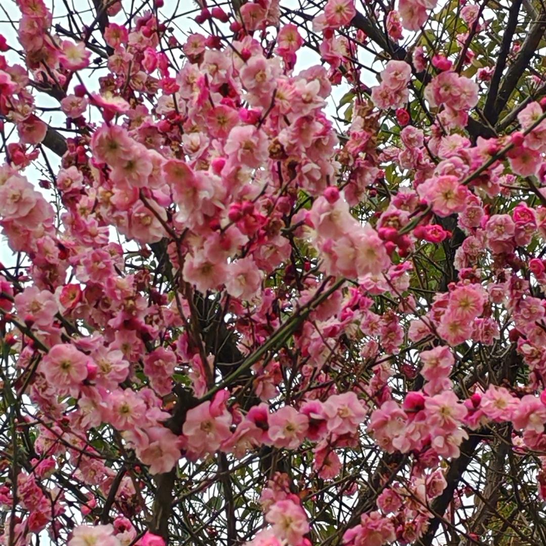 萱皓宝贝宝妈（关必回）