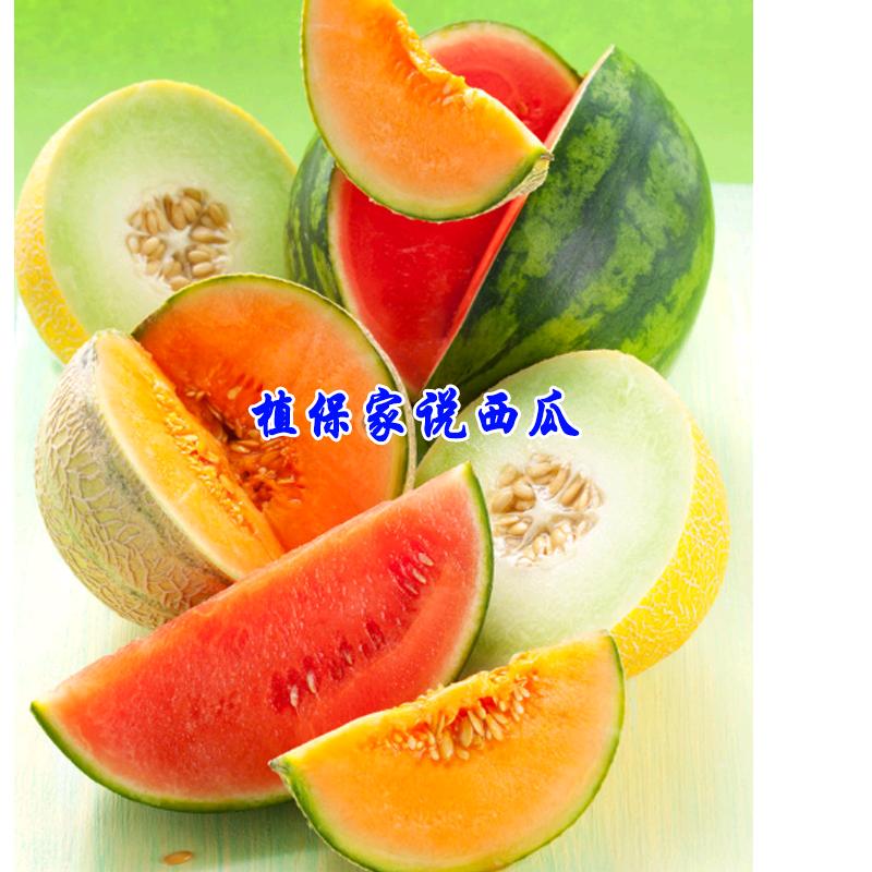 植保家说西瓜