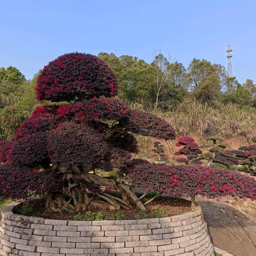 广通花木（造型桩景）