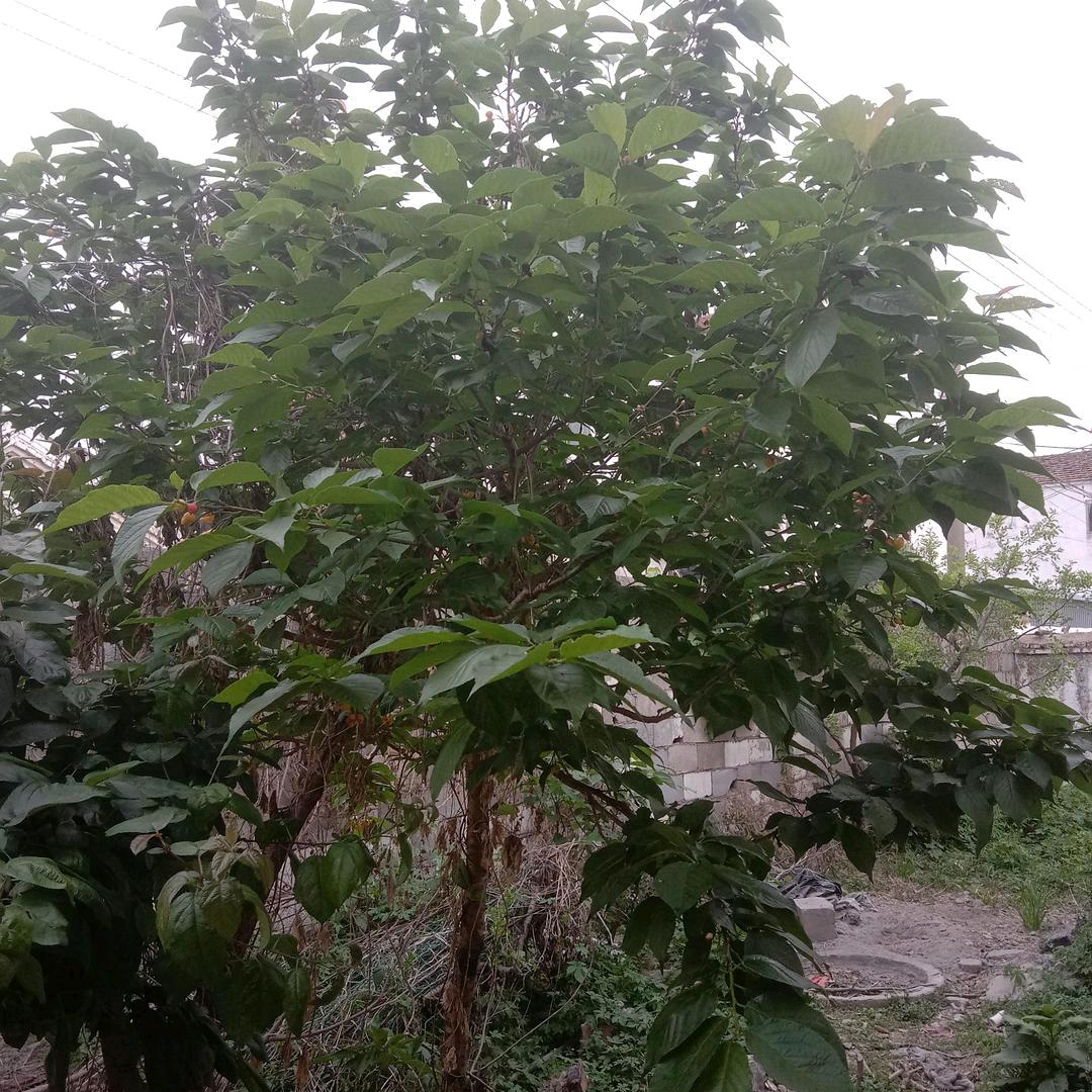 我爱你