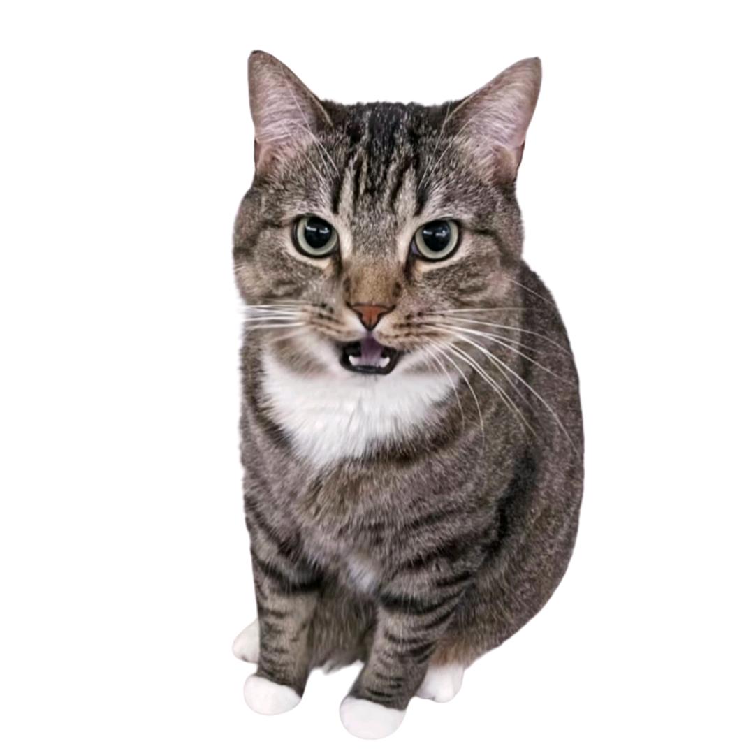 烤鸡野兔狸花猫^^