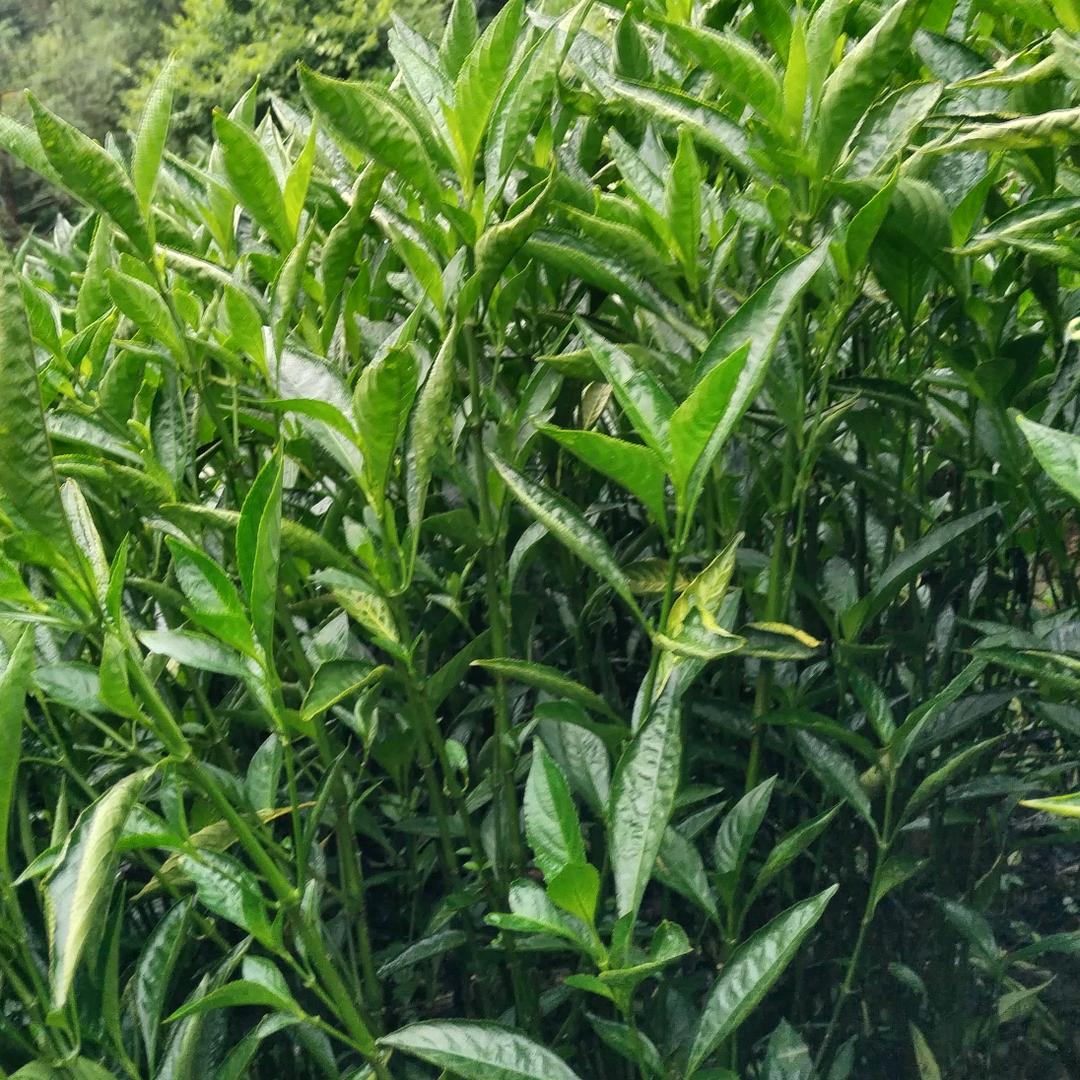 安安金平中药材