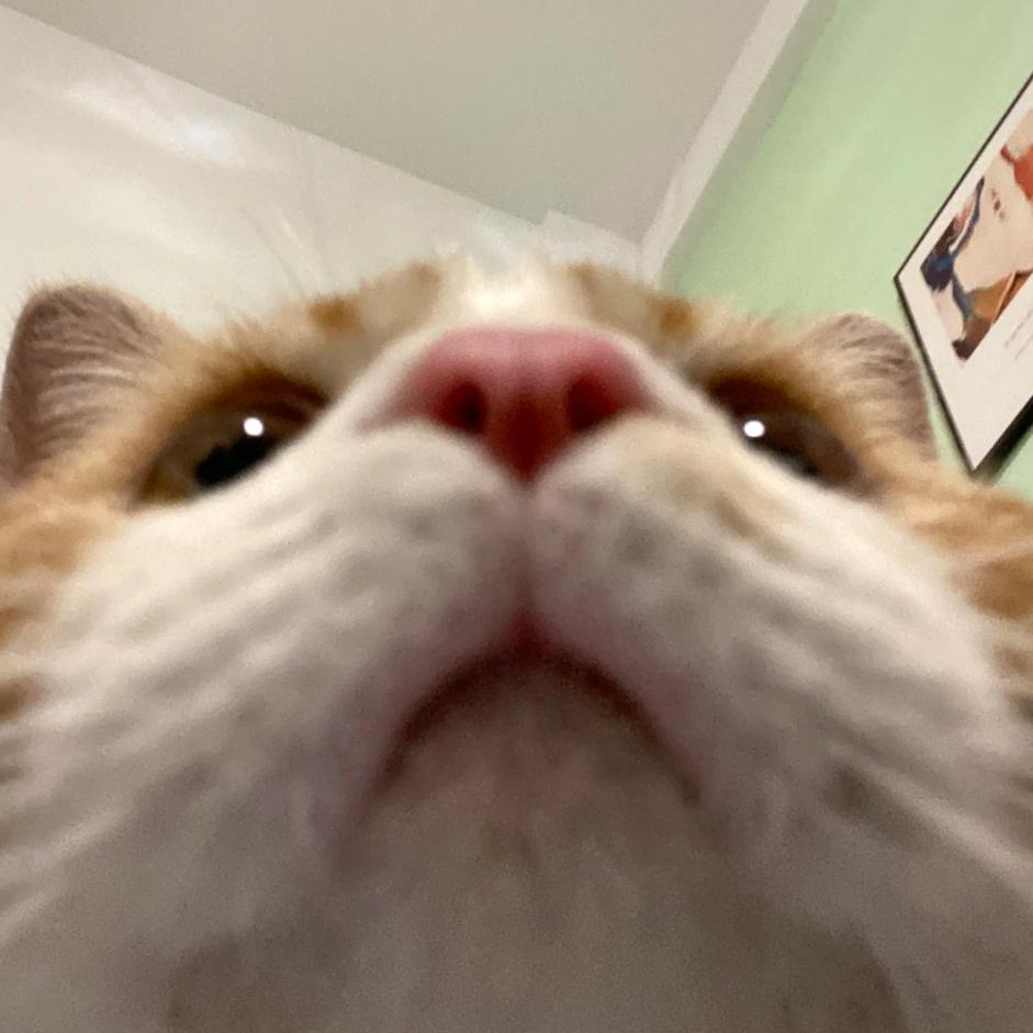 🐠膨胀派总🤟