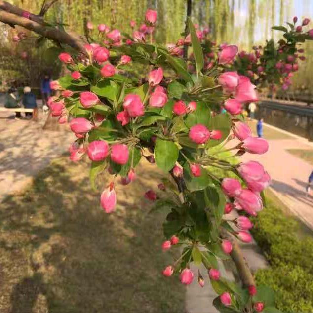 柴沟蟠桃基地被命名为蟠桃研究基地