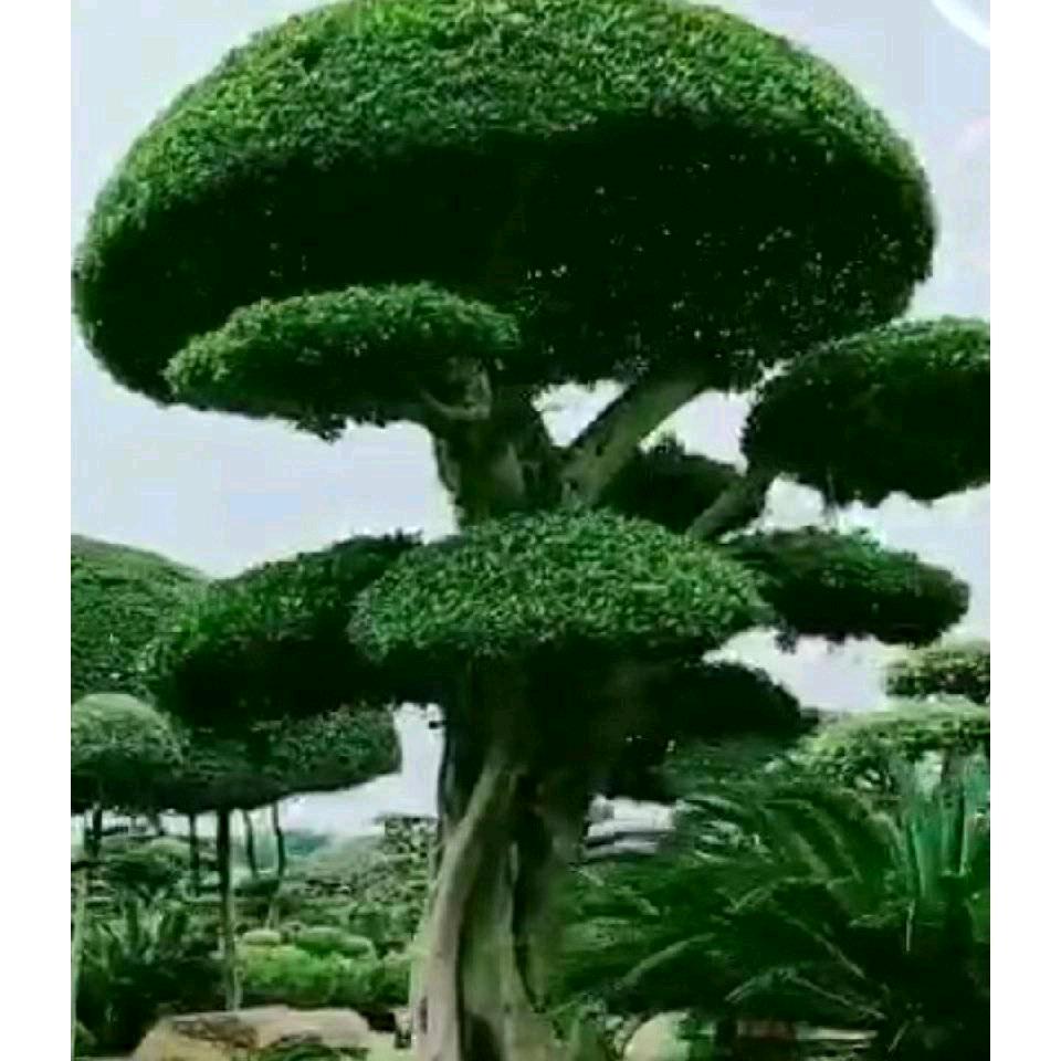 精彩人生不定时直播
