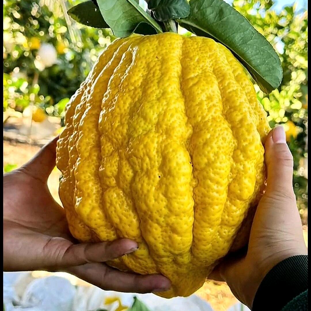 花间集园艺HUAJIAN