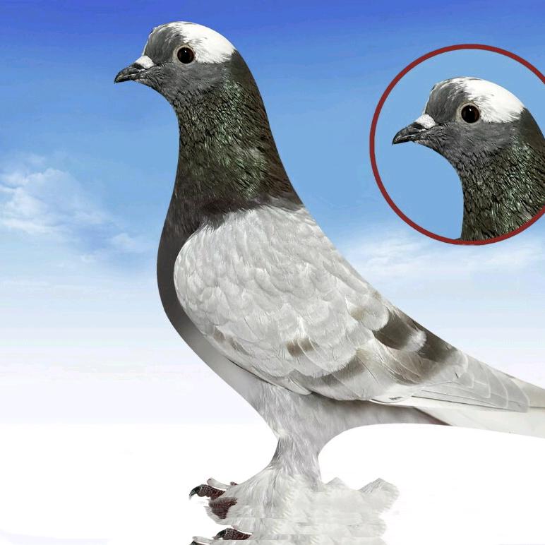 新疆翻翻鸽黄金兰。金种子。种鸽。