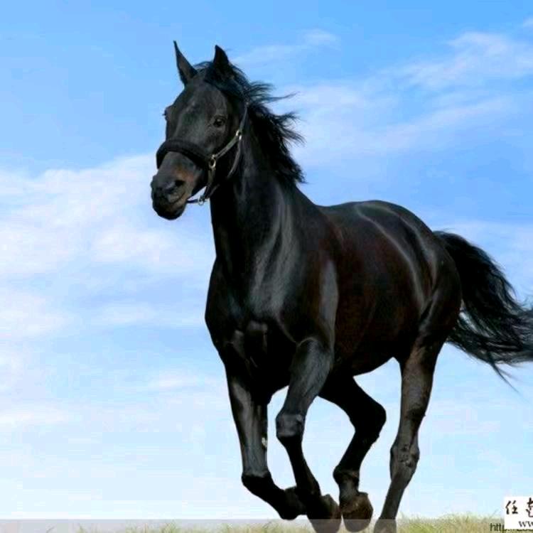 冬天的太阳🐎