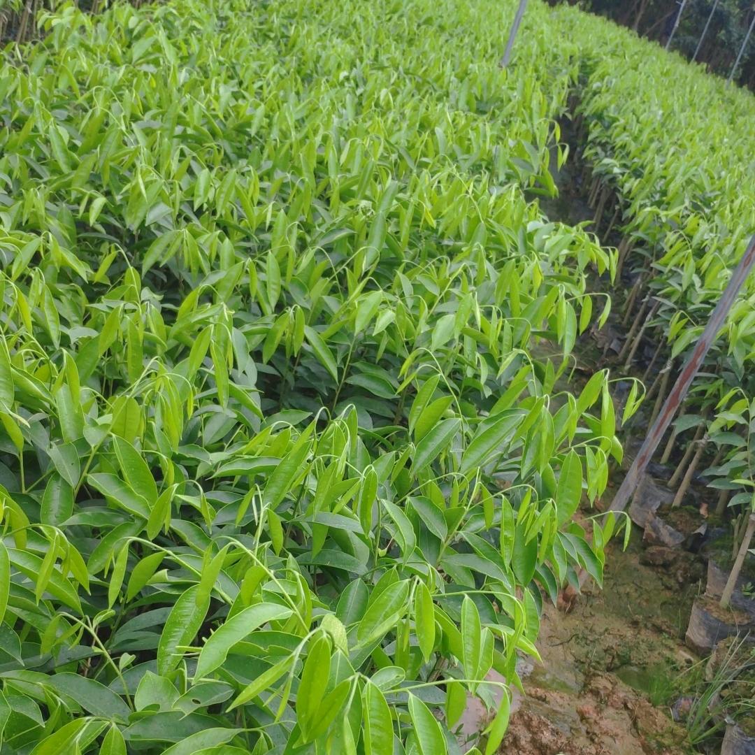 粤香奇楠沉香培育基地