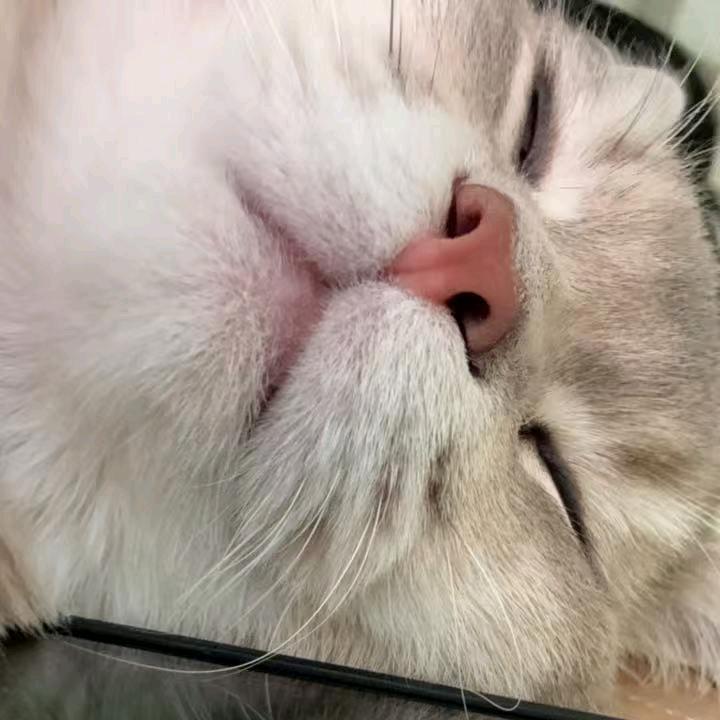 山竹竹