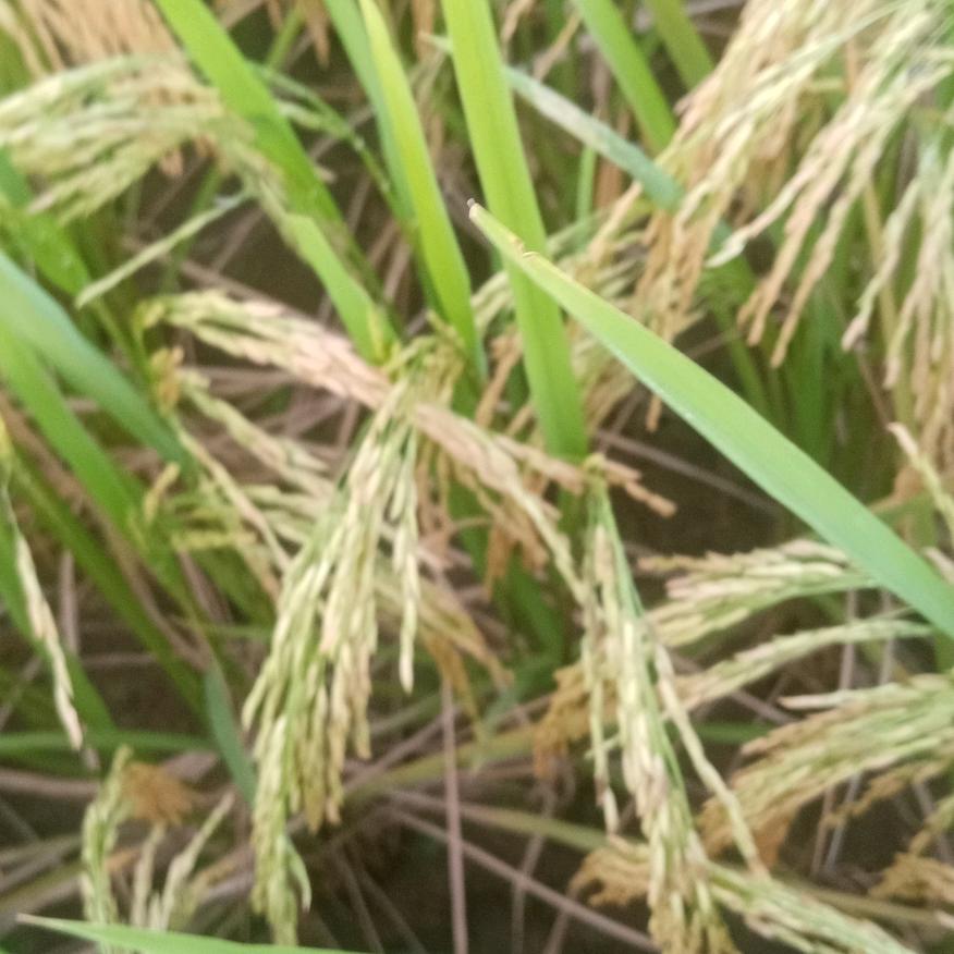 毛毛虫5254